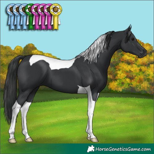 Horse Color:Black Tobiano 