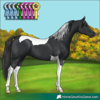 Horse Color:Black Tobiano 