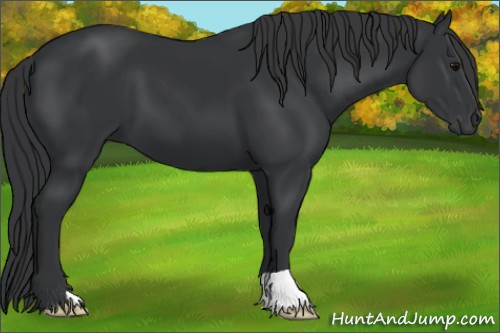 Horse Color:Black 