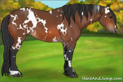 Horse Color:White Spotted Bay 
