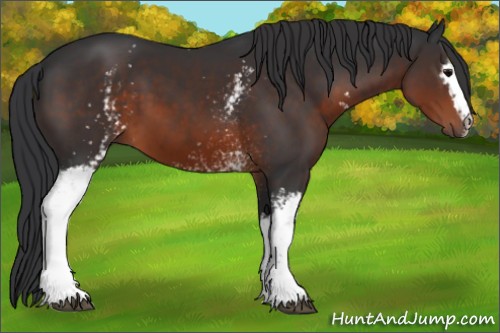 Horse Color:White Spotted Brown 