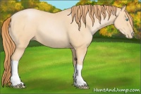 Horse Color:Buckskin Pearl 
