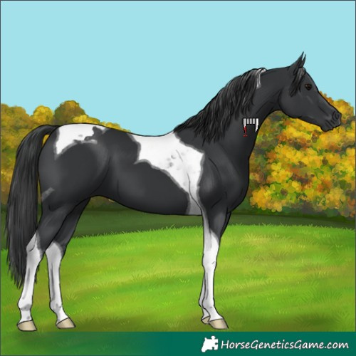 Horse Color:Black Tobiano 