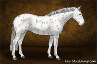 Horse Color:Chestnut Appaloosa 