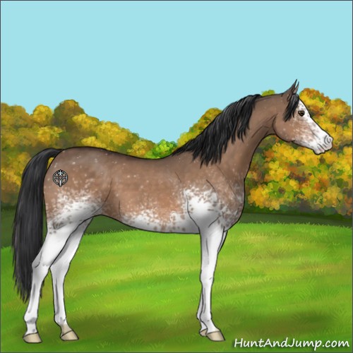 Horse Color:White Spotted Brown Dun
