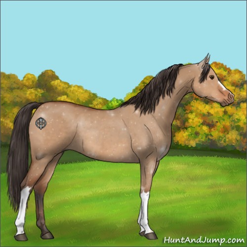 Horse Color:Bay Dun