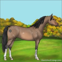Horse Color:Bay Dun 
