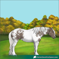 Horse Color:White Spotted Silver Black Tobiano 