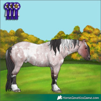 Horse Color:White Spotted Grullo Roan Rabicano