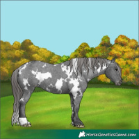 Horse Color:White Spotted Black Appaloosa Rabicano 