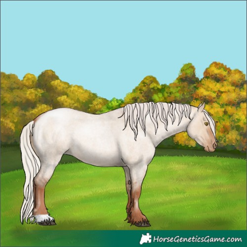 Horse Color:Silver Brown Roan Pearl Dun 