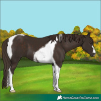 Horse Color:Liver Chestnut Tobiano 