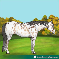Horse Color:White Spotted Liver Red Onyx Appaloosa 