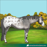 Horse Color:Platinum Blue Onyx Appaloosa