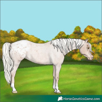 Horse Color:Red Roan Mushroom Appaloosa 
