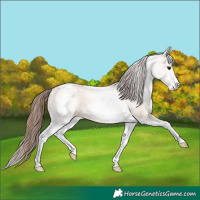 Horse Color:White Spotted Bay Dun Appaloosa Rabicano 