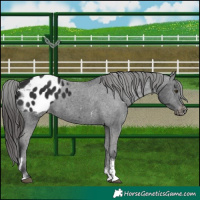 Horse Color:Liver Chestnut Tobiano Appaloosa 