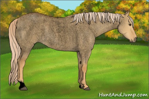 Horse Color:Void Palomino Roan Dun 