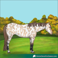 Horse Color:Bay Dun Near Leopard Rabicano 