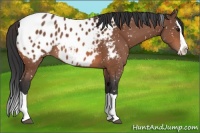 Horse Color:Bay Splash Appaloosa 