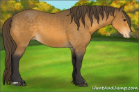 Horse Color:Buckskin Appaloosa