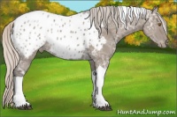 Horse Color:Silver Grullo Ice Tobiano Appaloosa Rabicano