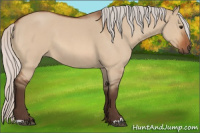 Horse Color:Silver Bay Roan Dun 