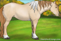 Horse Color:Red Dun Pearl Tobiano Rabicano