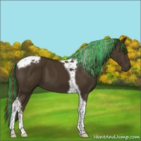 Horse Color:Painted Liver Chestnut Tobiano 