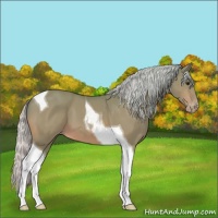 Horse Color:Watercolor Silver Bay Tobiano Appaloosa 