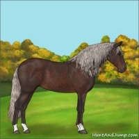 Horse Color:Silver Brown 