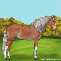 Horse Color:Silver Brown 