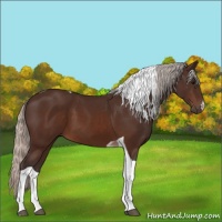 Horse Color:Silver Brown Tobiano 