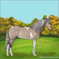 Horse Color:Silver Brown Dun Tobiano Rabicano 