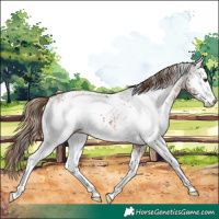 Horse Color:White Spotted Chestnut Ice Appaloosa 
