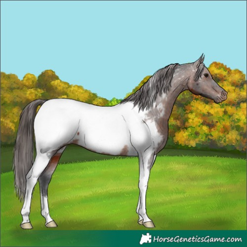 Horse Color:Brown Tobiano Near Fewspot