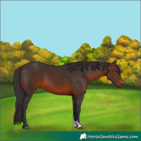 Horse Color:Brown Sabino