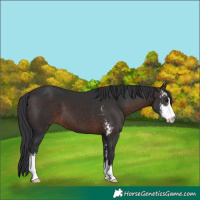 Horse Color:Brown Sabino