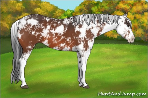 Horse Color:Bay Sabino