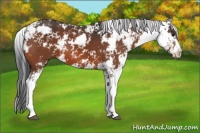 Horse Color:Bay Sabino 