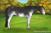 Horse Color:White Spotted Brown 