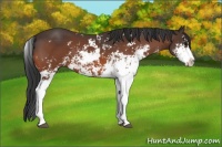 Horse Color:Bay Sabino 