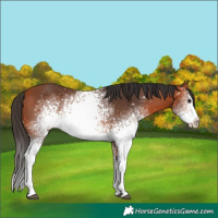 Horse Color:White Spotted Bay 