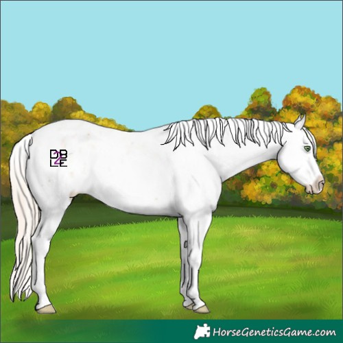 Horse Color:White Spotted Gold Champagne Sabino Blanket