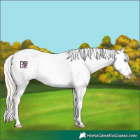 Horse Color:White Spotted Gold Champagne Sabino Blanket 