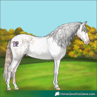 Horse Color:Gold Champagne Tobiano Appaloosa 
