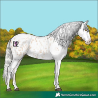 Horse Color:Silver Blue Roan Pearl Tobiano Appaloosa 