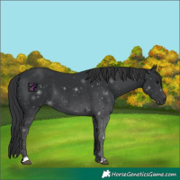 Horse Color:Black 