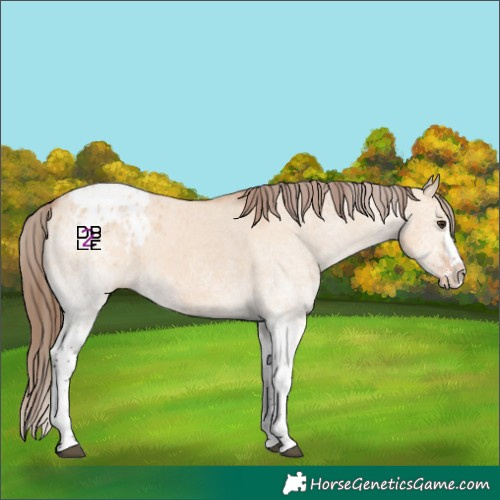 Horse Color:White Spotted Bay Dun Splash Tobiano Appaloosa 