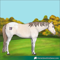 Horse Color:White Spotted Bay Dun Splash Tobiano Appaloosa 